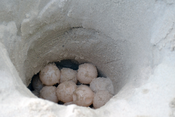 Sea turtle eggs are placed in a new manmade nest.