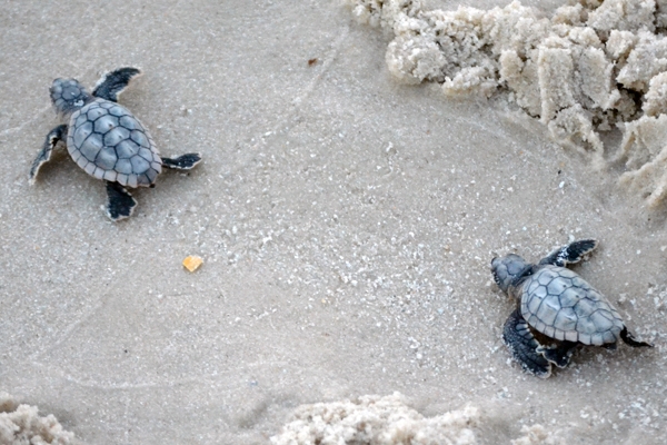 Hatchlings move toward the water.